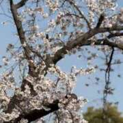 ヒメ日記 2026/03/31 08:39 投稿 かえで 激安ピーチ