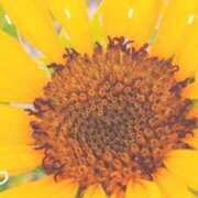 ヒメ日記 2025/08/27 20:16 投稿 せいな 京都の痴女鉄道