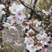 ヒメ日記 2025/04/01 00:29 投稿 ゆい 熟女総本店 堺東店