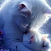 ヒメ日記 2025/08/02 11:16 投稿 ゆきな LOVE KISS（ラブキッス）