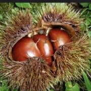 ヒメ日記 2025/10/13 17:36 投稿 ゆきな LOVE KISS（ラブキッス）