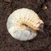 ヒメ日記 2025/01/19 16:53 投稿 えり あふたーすくーる本店