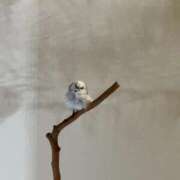 ヒメ日記 2025/01/23 17:21 投稿 えり あふたーすくーる本店