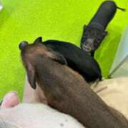 ヒメ日記 2025/06/15 13:12 投稿 えり あふたーすくーる本店