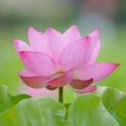 ヒメ日記 2025/08/24 18:57 投稿 とわこ 松本人妻隊