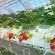 ヒメ日記 2026/01/25 23:35 投稿 とわこ 松本人妻隊