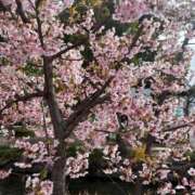 えな 🌸 カクテル(岡山)