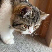 ヒメ日記 2025/08/04 16:41 投稿 ひびきちゃん ちょい！ぽちゃロリ倶楽部Hip's馬橋店