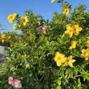 ヒメ日記 2024/12/24 21:07 投稿 新木 あなたに逢いたくて