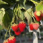 ヒメ日記 2025/03/07 22:57 投稿 新木 あなたに逢いたくて