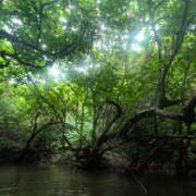 ヒメ日記 2025/04/23 07:17 投稿 新木 あなたに逢いたくて