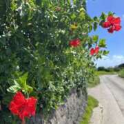 ヒメ日記 2025/05/31 08:07 投稿 新木 あなたに逢いたくて