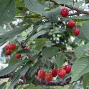 ヒメ日記 2025/07/11 05:07 投稿 新木 あなたに逢いたくて