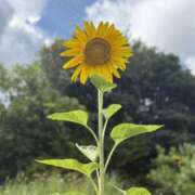ヒメ日記 2025/07/19 08:07 投稿 新木 あなたに逢いたくて