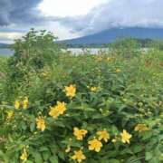 ヒメ日記 2025/11/22 06:07 投稿 新木 あなたに逢いたくて