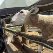 新木 お礼 あなたに逢いたくて