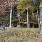 新木 お礼 あなたに逢いたくて