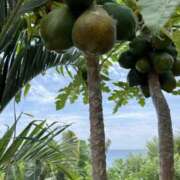 ヒメ日記 2026/01/27 02:07 投稿 新木 あなたに逢いたくて