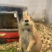 ヒメ日記 2026/01/29 13:07 投稿 新木 あなたに逢いたくて