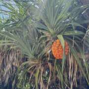 ヒメ日記 2026/02/21 03:07 投稿 新木 あなたに逢いたくて