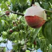 ヒメ日記 2026/03/12 01:07 投稿 新木 あなたに逢いたくて