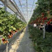 ヒメ日記 2026/04/03 01:07 投稿 新木 あなたに逢いたくて