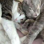 ヒメ日記 2025/02/11 12:51 投稿 はるか カワサキEROTIC（ソープランド）