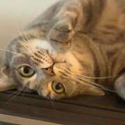 ヒメ日記 2025/11/08 17:02 投稿 はるか カワサキEROTIC（ソープランド）