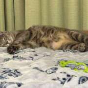 ヒメ日記 2026/01/11 18:39 投稿 はるか カワサキEROTIC（ソープランド）