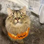 ヒメ日記 2026/01/15 19:35 投稿 はるか カワサキEROTIC（ソープランド）