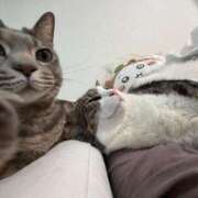 ヒメ日記 2026/01/26 22:47 投稿 はるか カワサキEROTIC（ソープランド）