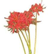 ヒメ日記 2025/09/28 10:11 投稿 こいね☆絶対愛される感MAX♪ 妹系イメージSOAP萌えフードル学園 大宮本校