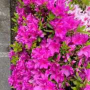 ヒメ日記 2025/05/04 11:04 投稿 ころん One More奥様　八王子店