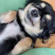 ヒメ日記 2025/10/26 09:00 投稿 流川 熟女の風俗最終章　鶯谷店