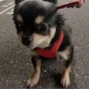 ヒメ日記 2025/10/26 14:16 投稿 流川 熟女の風俗最終章　鶯谷店