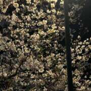 ヒメ日記 2025/04/07 12:32 投稿 早乙女（さおとめ） 熟女の風俗最終章 大宮店