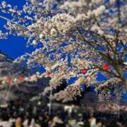 ヒメ日記 2025/04/22 15:33 投稿 なお 奥様メモリアル