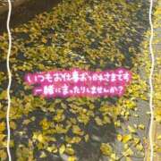 ヒメ日記 2025/11/23 10:12 投稿 なお 奥様メモリアル