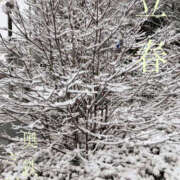 ヒメ日記 2026/02/04 16:00 投稿 さつき 奥鉄オクテツ東京店（デリヘル市場）