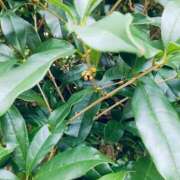 ヒメ日記 2025/09/30 19:38 投稿 むぎさん いけない奥さん 梅田店