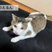 ヒメ日記 2025/08/26 12:29 投稿 渚 のえる カサノヴァ