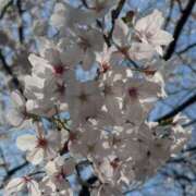 ヒメ日記 2025/04/14 16:17 投稿 中島千鶴子(ちづこ) 東京不倫 渋谷店