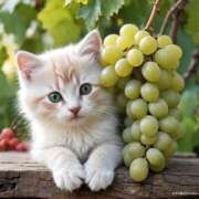 ヒメ日記 2025/08/29 19:39 投稿 有村さやか 札幌ソフィア