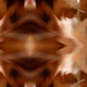 ヒメ日記 2025/01/13 22:01 投稿 浅田まちこ 華椿