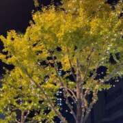 ヒメ日記 2024/12/17 01:39 投稿 日向　むぎ OLピンクコレクション