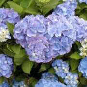 ヒメ日記 2025/06/23 22:13 投稿 日向　むぎ OLピンクコレクション