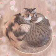 ヒメ日記 2025/09/06 22:59 投稿 みい 激安ピーチ