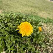 ヒメ日記 2025/04/29 08:30 投稿 さな 男爵