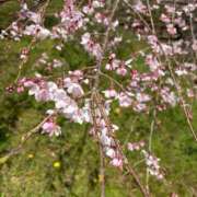 ヒメ日記 2026/03/30 19:30 投稿 美里【みさと】 輝女