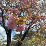 ヒメ日記 2026/04/09 19:31 投稿 美里【みさと】 輝女